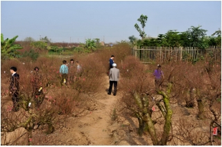 Hoa đào khoe sắc trong nắng xuân_3