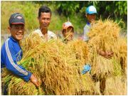 Mặc kệ nông dân