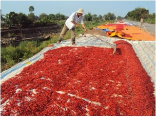 Khoai lang lệ thuộc Trung Quốc, dân lại điêu đứng_0