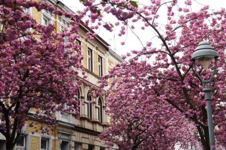 Mùa hoa anh đào ở Bonn_4