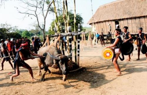 Cấm chém lợn, đâm trâu: Địa phương tính dùng... trâu giả  - 0