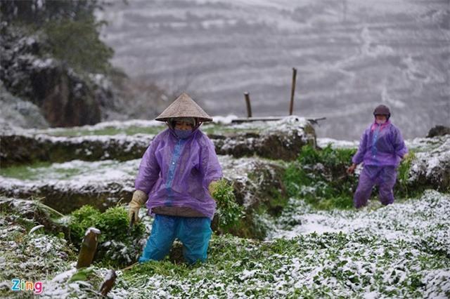 Tuyết phủ trắng trời: Nụ cười du khách, nước mắt nông dân - 10