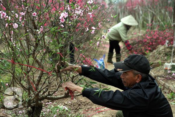 Vườn đào Nhật Tân nở muộn đẹp ngất ngây, nông dân khóc ròng - 6