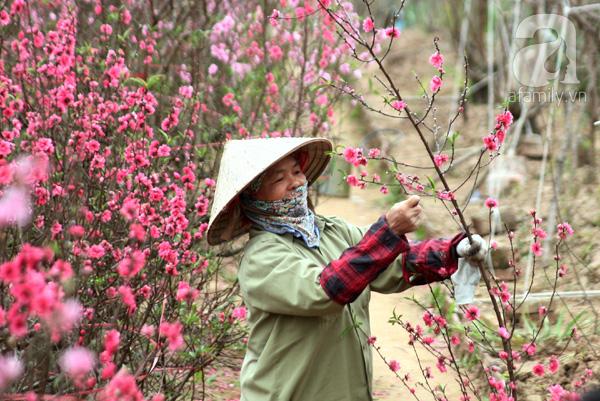 Vườn đào Nhật Tân nở muộn đẹp ngất ngây, nông dân khóc ròng - 9