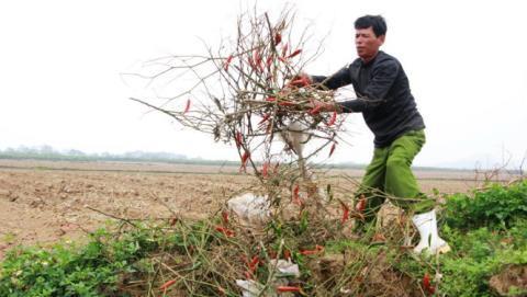 Lại chiêu cũ của thương lái, dân như ngồi trên lửa vì...ớt - 0