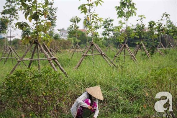 Công viên trăm tỉ ở trung tâm Sài Gòn thành nơi... trồng rau, nuôi chó - 5