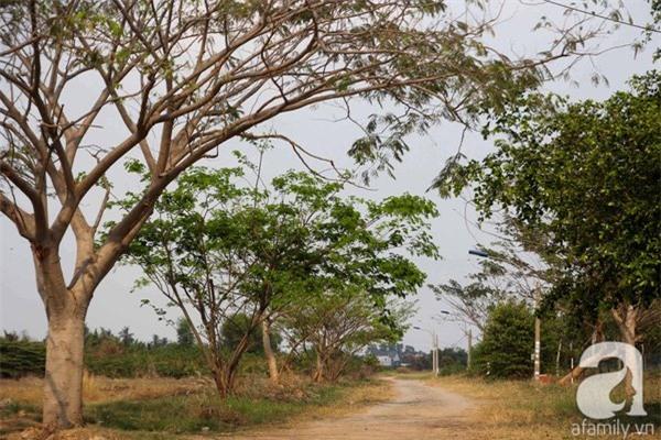 Công viên trăm tỉ ở trung tâm Sài Gòn thành nơi... trồng rau, nuôi chó - 6