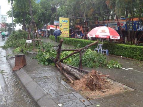 Cây Hà Nội bật gốc sau bão: Trồng kiểu... lạ - 0