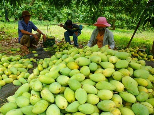 Cá ung thư, nhãn lưu huỳnh – xin đừng bất nhẫn với nhà nông! - 1