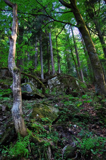 Black forest - Schwarzwald - Khu Rừng Đen huyền bí của nước Đức - 2