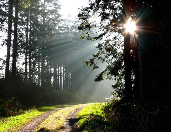 Black forest - Schwarzwald - Khu Rừng Đen huyền bí của nước Đức - 3