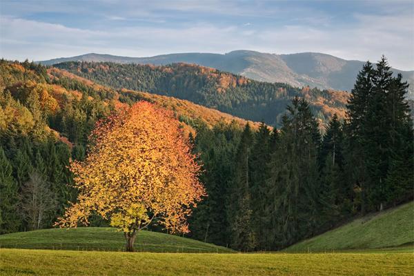 Black forest - Schwarzwald - Khu Rừng Đen huyền bí của nước Đức - 6