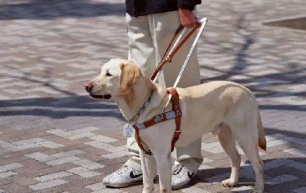 Người mù, Con chó và sự im lặng tôn trọng của người Đức - 0