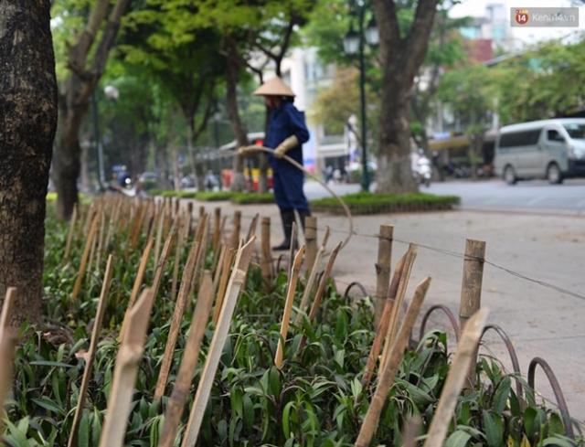 Hà Nội cắm chông ở công viên: Bảo vệ hoa hay bẫy người? - 4