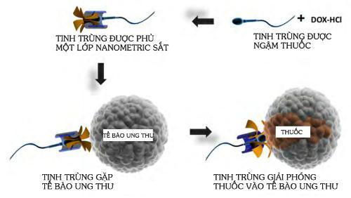 Chuyên gia Đức: Tinh trùng có thể chữa ung thư nhưng chưa dám thử trên người vì...nguy cơ mang bầu - 1