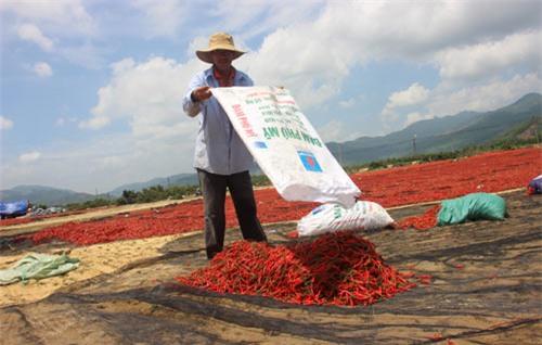 Ớt 50 ngàn/kg mất giá còn 2 ngàn: Lại điệp khúc do Trung Quốc - 0