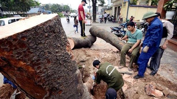 Hà Nội chặt, chuyển xà cừ: Cây chặt nhanh, đường làm chậm - 0