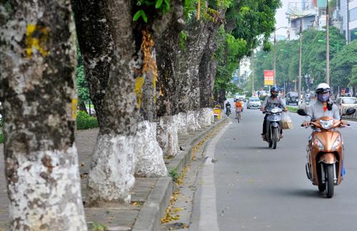 Những tuyến đường Hà Nội bị chặt cây xanh: Ngày ấy - Bây giờ - 0