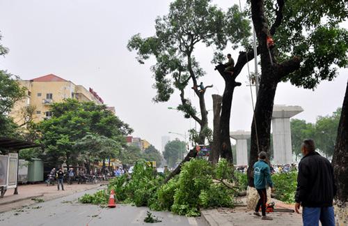 Những tuyến đường Hà Nội bị chặt cây xanh: Ngày ấy - Bây giờ - 13