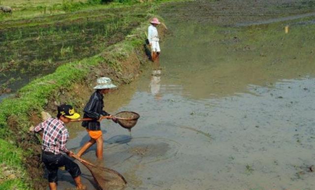 Cảnh báo bất thường: Người dân Nghệ An lại đổ xô bắt đỉa bán cho thương lái với giá cao - 0