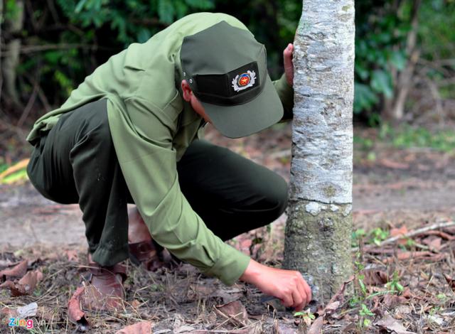 Hàng trăm cây gỗ ở rừng phòng hộ bị khoan gốc, đổ thuốc độc - 1