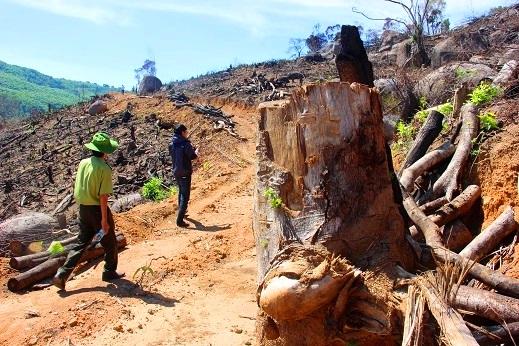 Nóng: Bắt Tổng Giám đốc chủ mưu phá hơn 60ha rừng tại Bình Định - 0