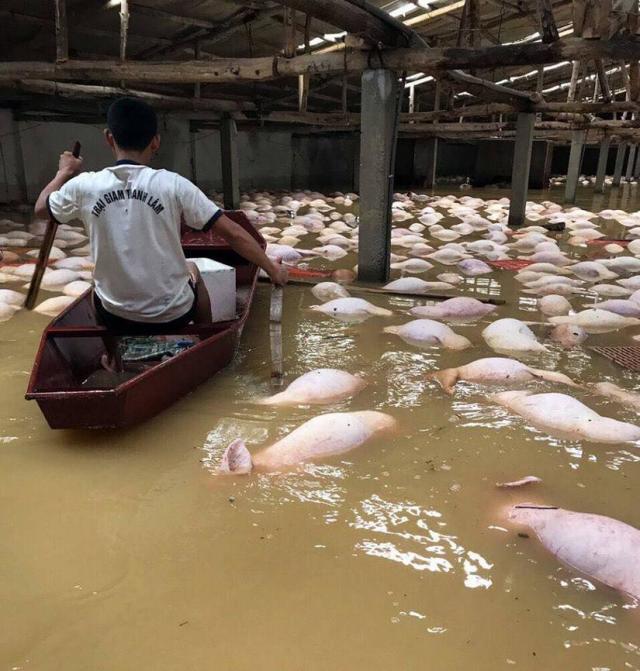 Đau lòng hình ảnh hàng loạt vật nuôi chết trong nước lũ ở Thanh Hóa - 1