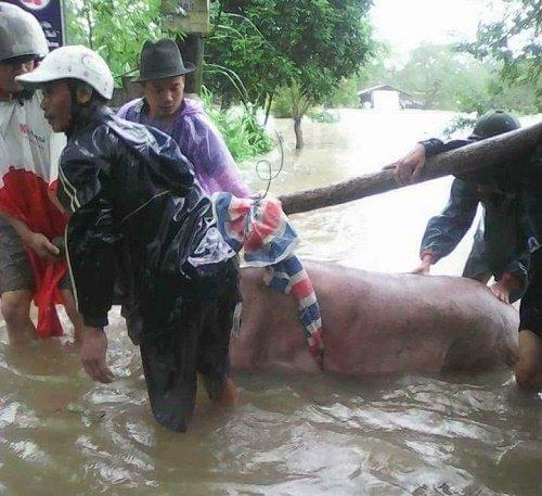 Đau lòng hình ảnh hàng loạt vật nuôi chết trong nước lũ ở Thanh Hóa - 4