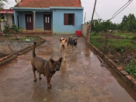 Vợ người đánh chết nghi can trộm chó bật khóc: Chồng tôi chỉ phòng thân, ai ngờ tai bay vạ gió - 5