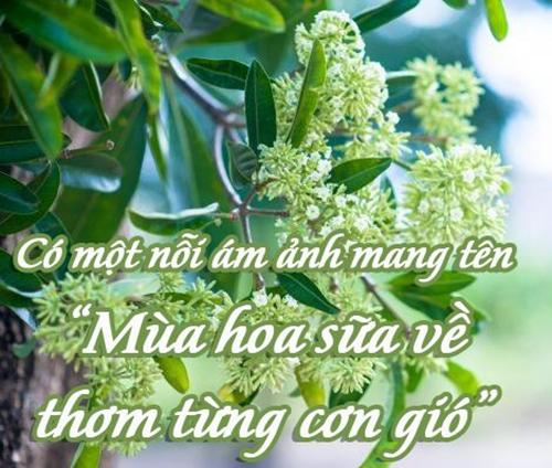 Ức chế vì hoa sữa, người Hà Nội trách móc cả... nhạc sĩ Hồng Đăng - 4