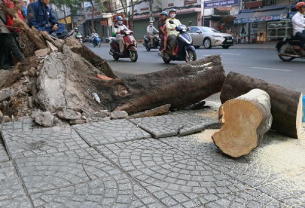 Cây xanh bật gốc đè 4 người ở Sài Gòn - 0