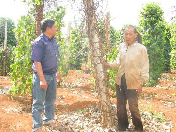 Chiêu ‘mua rễ hồ tiêu’ của thương lái Trung Quốc tái xuất tại VN - 2