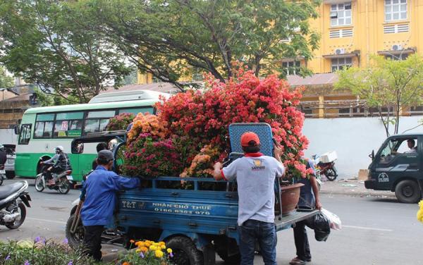 Hàng trăm chậu hoa bị đập bỏ ở chợ hoa lớn nhất Sài Gòn - 5