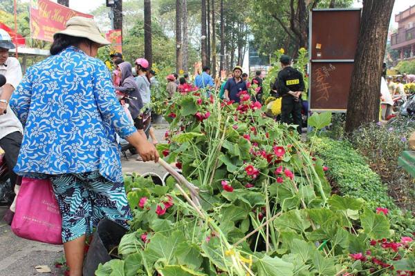 Hàng trăm chậu hoa bị đập bỏ ở chợ hoa lớn nhất Sài Gòn - 6