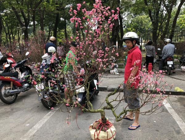 Hàng trăm chậu hoa bị đập bỏ ở chợ hoa lớn nhất Sài Gòn - 13