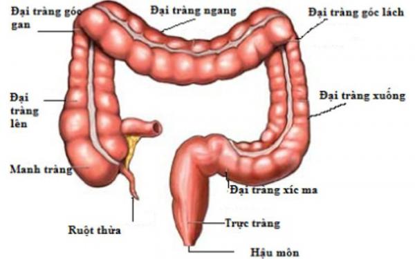 Bác sĩ Mỹ nổi tiếng: Cái chết bắt nguồn từ ruột kết. Khi cơ thể xuất hiện 10 dấu hiệu này, hãy thải độc ngay - 1