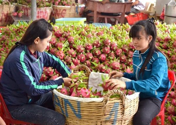 Thương lái Trung Quốc lùng mua đặc sản Việt: Cảnh báo bỏ bom - 1