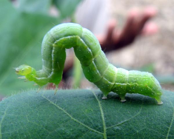 Giáo sư Nhật nổi tiếng: Nông sản thiếu hụt ‘năng lượng sống’ nghiêm trọng vì phun thuốc bảo vệ thực vật - 0