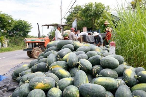 Thương lái Trung Quốc dừng mua, dưa hấu ứ đọng ở Quảng Nam và Quảng Ngãi - 1