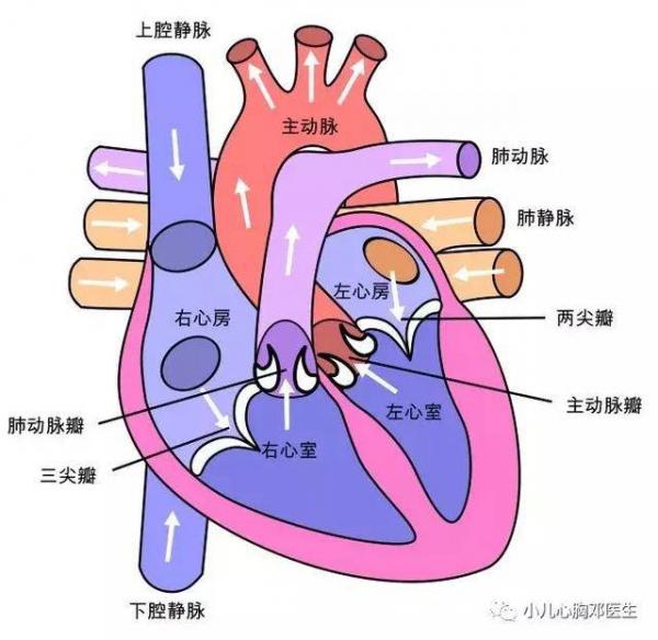 6 vị trí tử huyệt là nguồn gốc của sinh mệnh cần được chú ý bảo vệ - 4