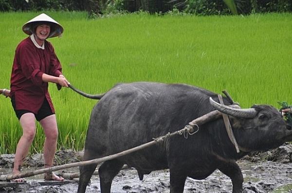 Khách quốc tế hào hứng với chuyến du lịch trồng rau, chăn trâu tại Việt Nam - 3