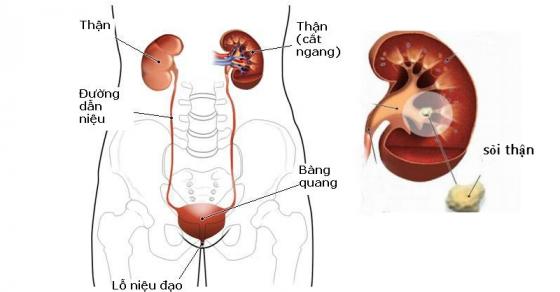 42 2 Tieu Soi Than Trong 7 Ngay Bang Qua Du Du Xanh