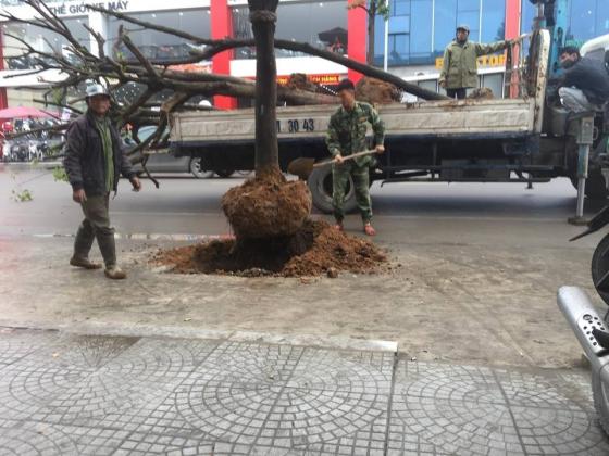 42 1 Bi Che Toi Boi Hang Cay Vua Trong O Long Duong Da Phai Nho Bo O Uong Bi