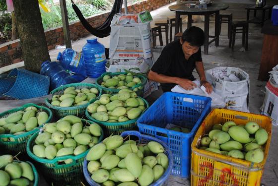 42 1 Lo Xoai Dau Tien Xuat Khau Tu Viet Nam Sang My