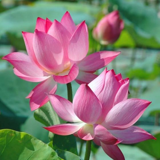 42 3 Phong Thuy Bat Ngo Tu Nhung Loai Hoa Quen Thuoc Cam Trong Nha