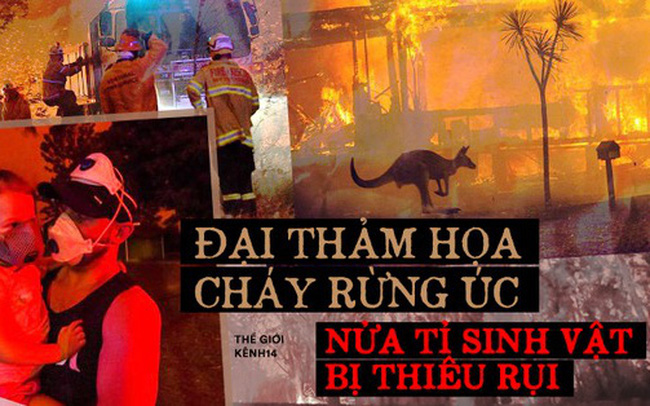 gan nua ti sinh vat bi thieu rui 13 so gau koala chet chay uc dang trai qua tran chay rung dai tham hoa thuc su ma chua nhin thay loi thoat