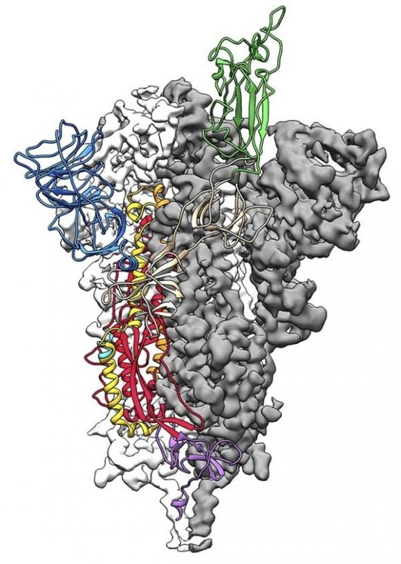 42 2 Dot Pha Trong Nghien Cuu Virus Corona Cac Nha Khoa Hoc My Tao Thanh Cong Ban Do Phan Tu 3d Cua Covid 19