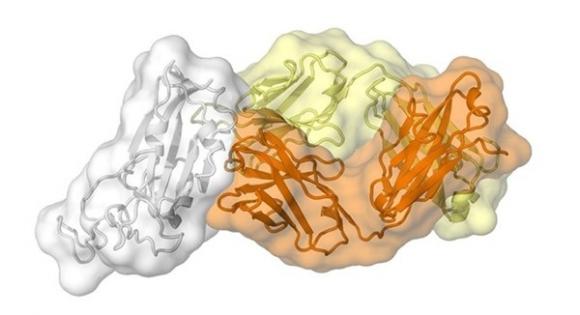 42 2 Tim Ra Diem Yeu Cua Virus Corona