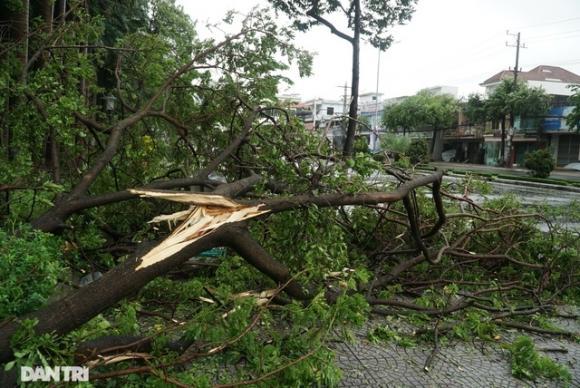 42 3 Duong Pho Da Nang Ngon Ngang Cay Xanh Nga Do La Liet Sau Bao