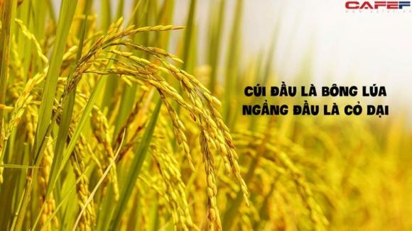 42 2 3 Dac Diem Tuong Mao Cua Mot Nguoi Co Van May Due Hue